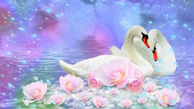 Красивые лебеди