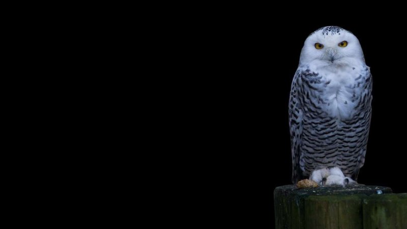 Заставка на рабочий стол Сова