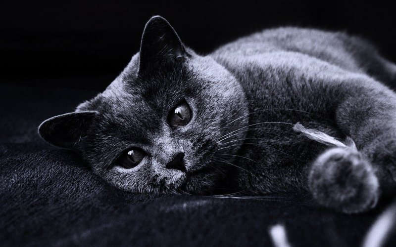 Кошечки на рабочий стол