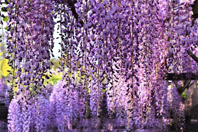 Глициния дерево