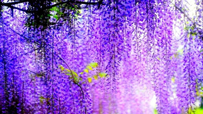 Глициния макростахия