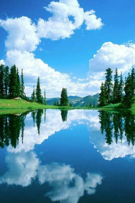 Природа вертикальные