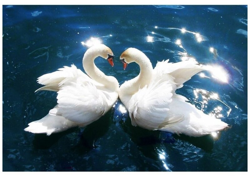 Пара лебедей