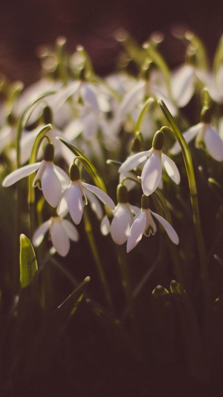 Подснежники весной