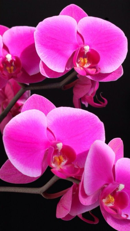 Фаленопсис Mosaic