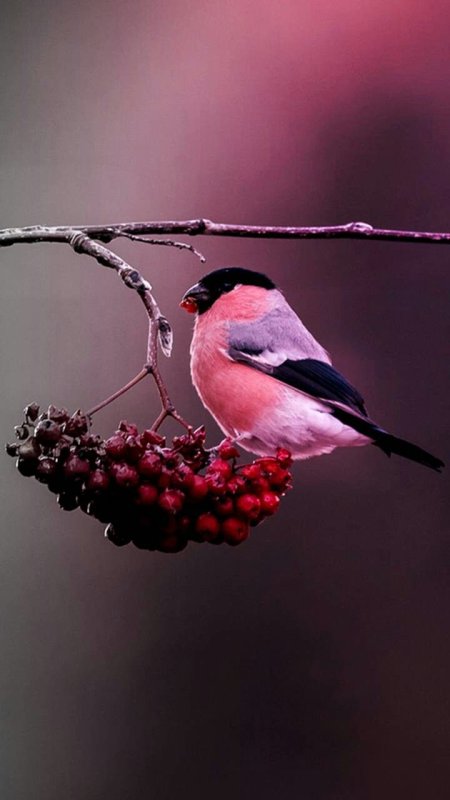 Красивые птицы