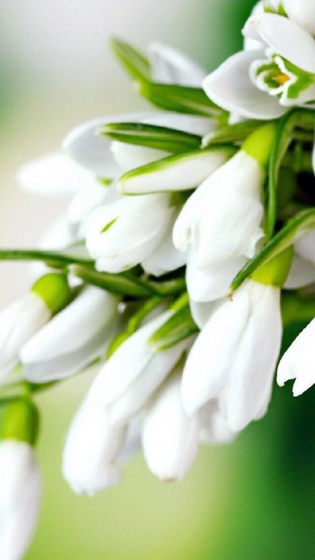 Красивый букет подснежников