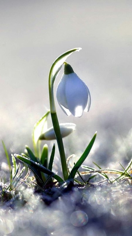 Красивые подснежники