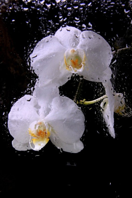 Фаленопсис Полярный медведь