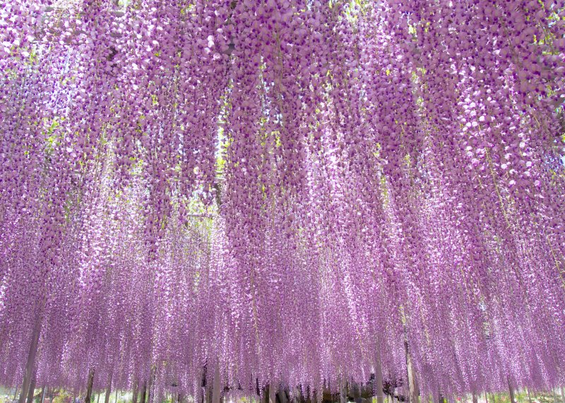 Глициния Wisteria