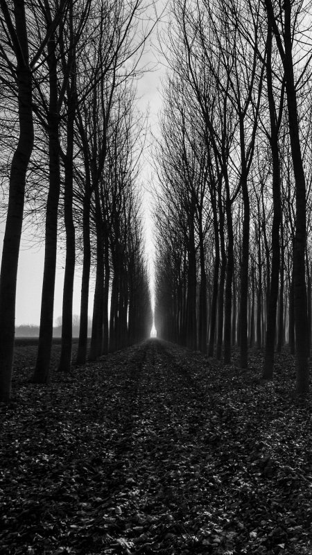 Мрачный лес