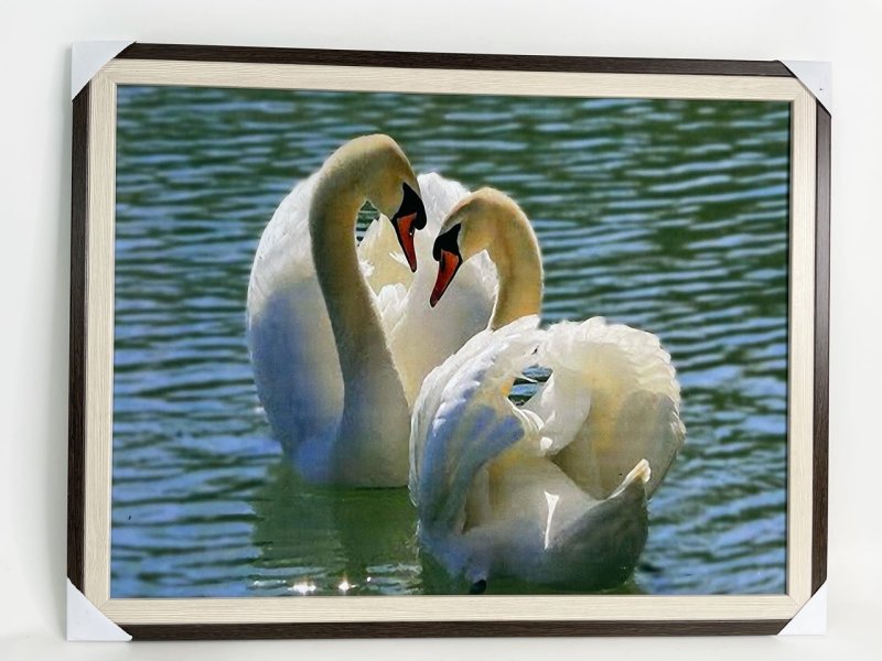 Лебеди (птицы)