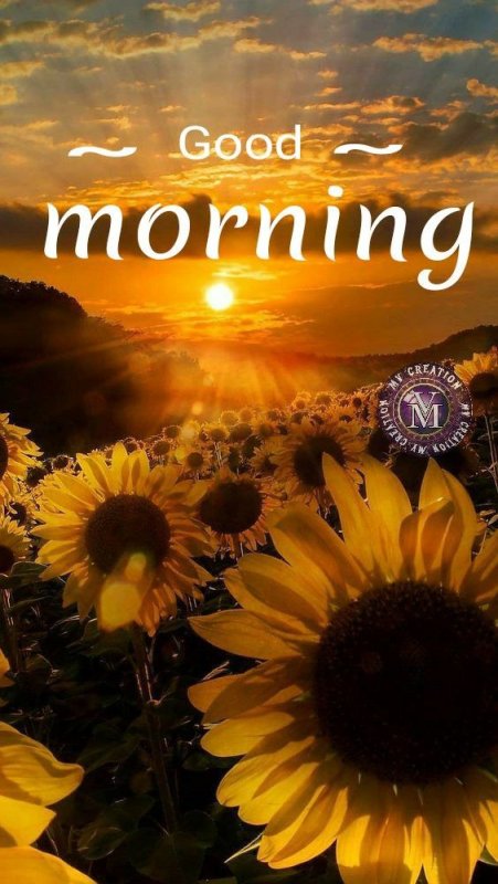 Подсолнухи на закате