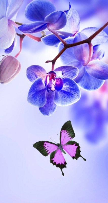 Цветы вертикальные