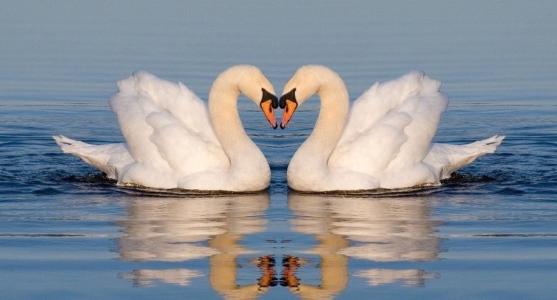 Влюбленные лебеди