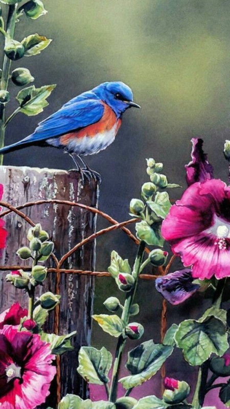 Красивые птицы