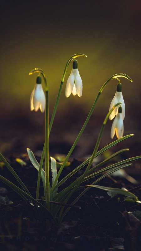 Красивые подснежники