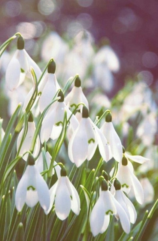 Весенние цветы подснежники