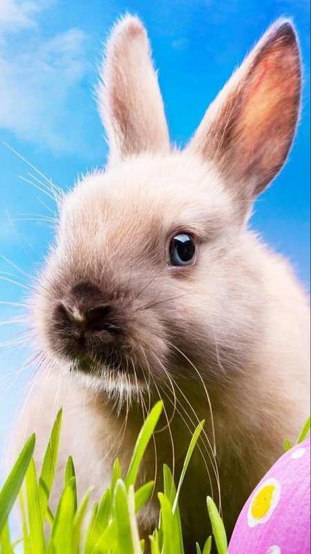 Кролик живой