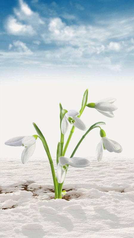 Весенние цветы