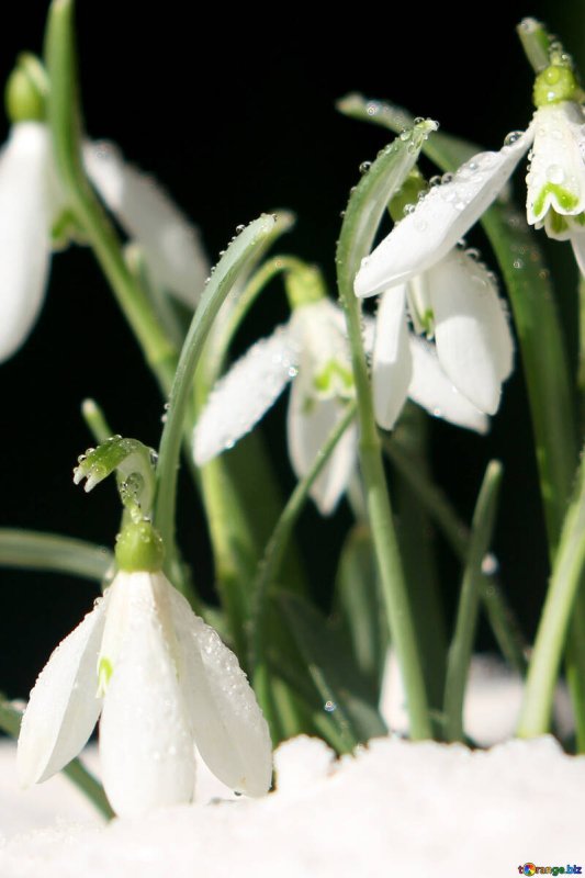Весна подснежники