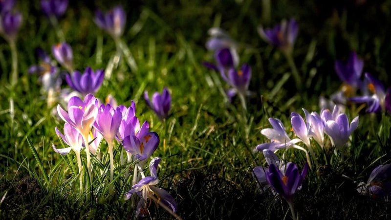 Сиреневые первоцветы