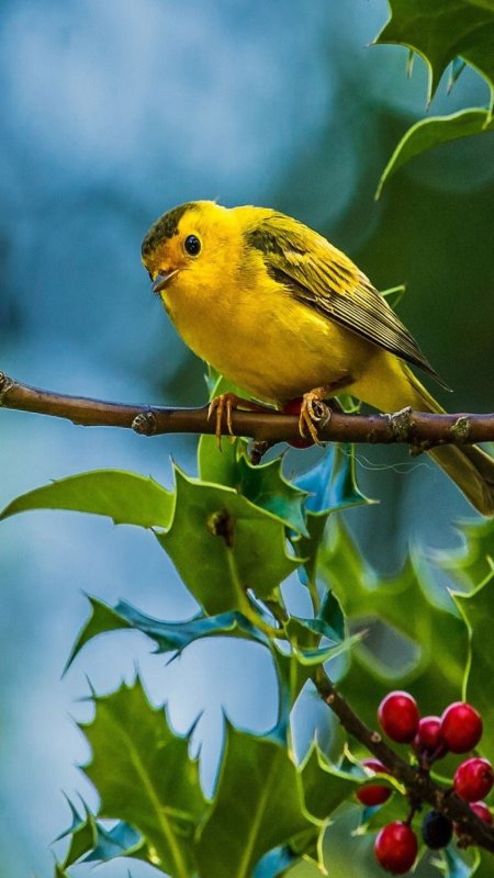 Природа птицы