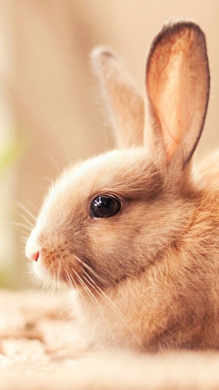 Красивый кролик