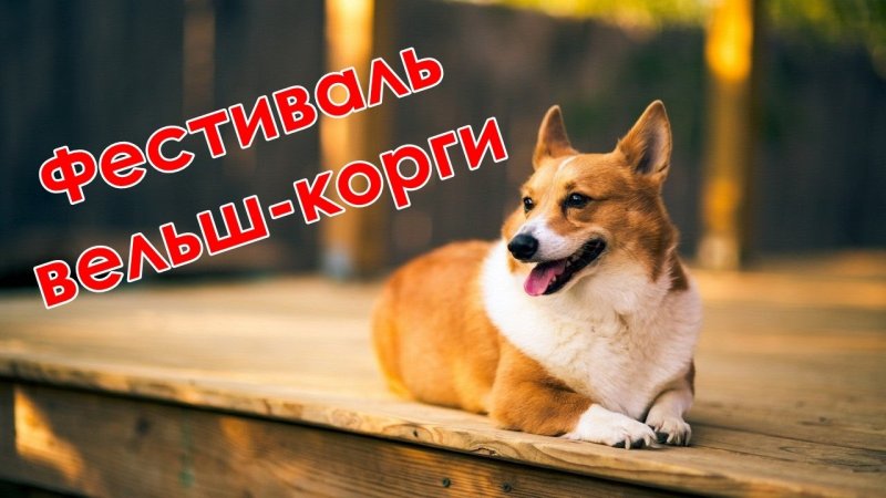 Вельш корги обои