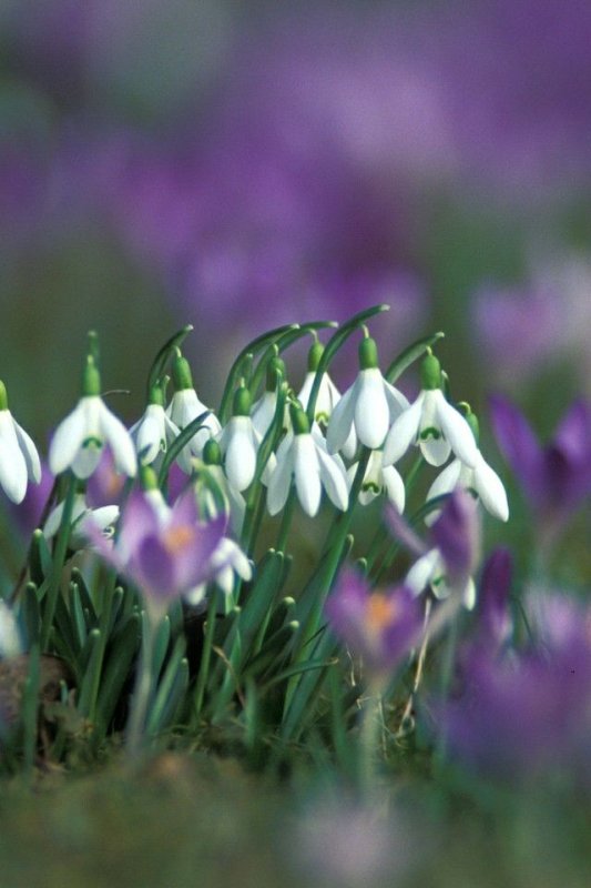 Пролески, подснежники, крокусы