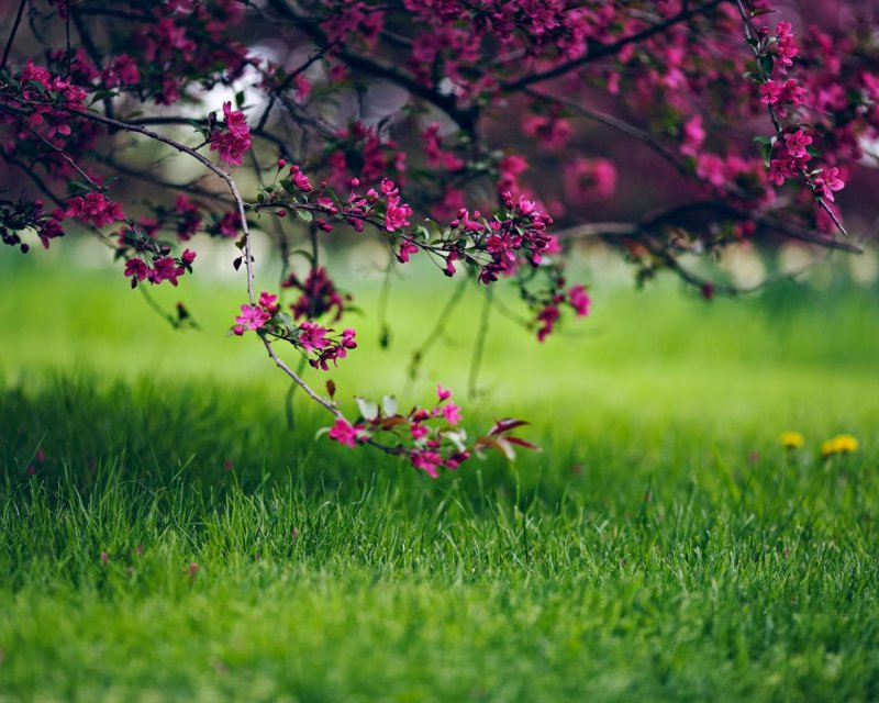 Весна природа