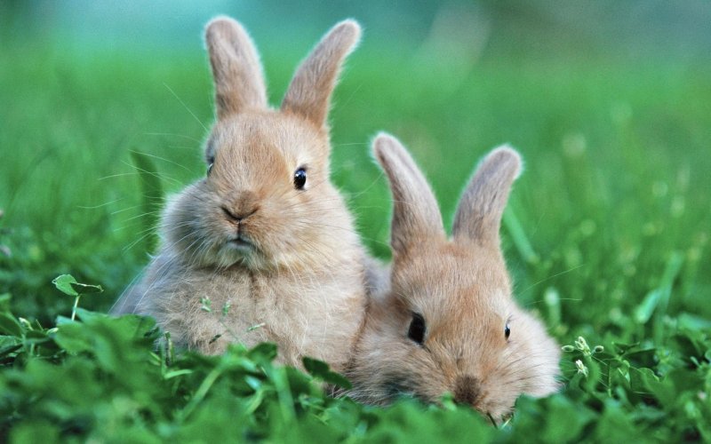 Кролик картинка