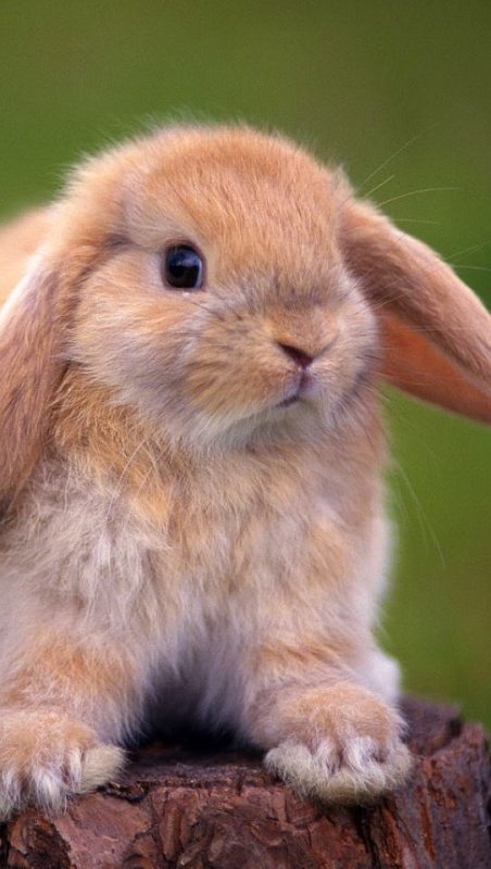 Милые домашние животные