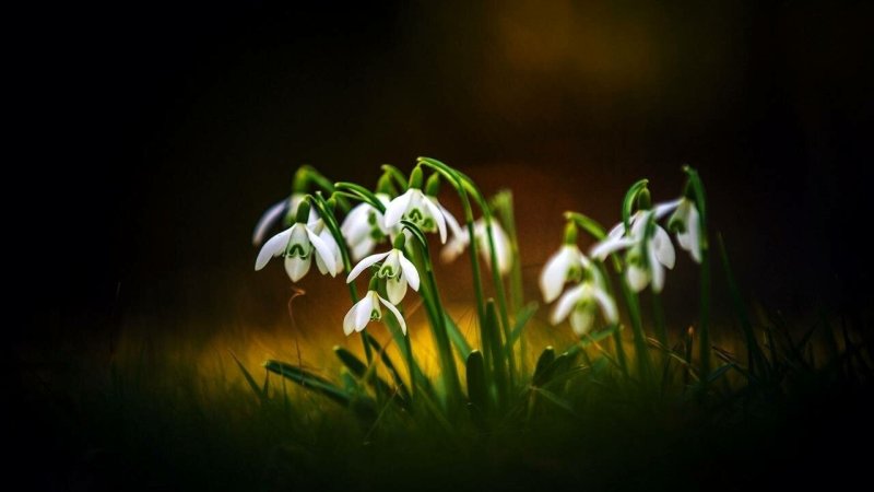 Весна подснежники