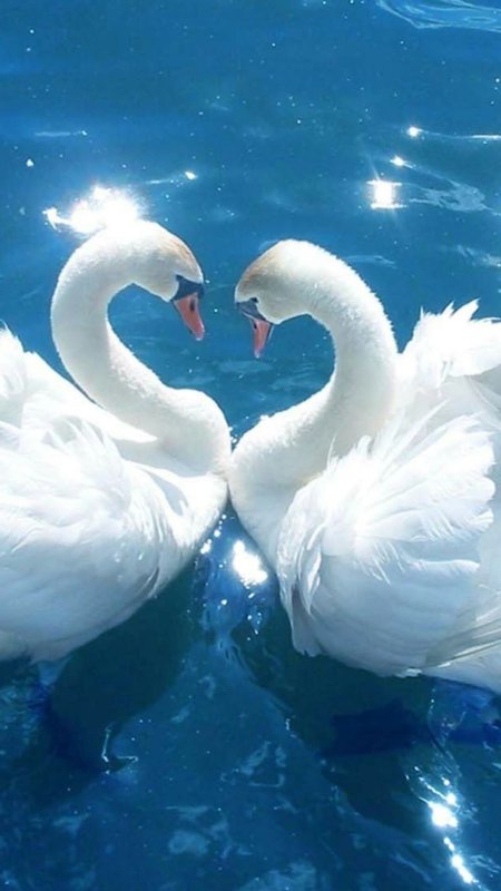 Влюбленные лебеди