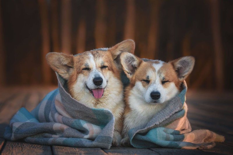 Корги вислоухий