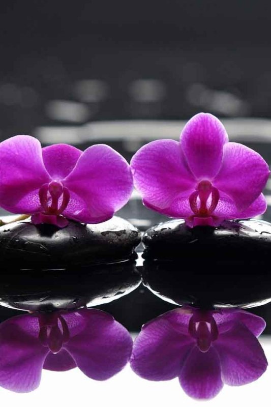 Орхидея и камни