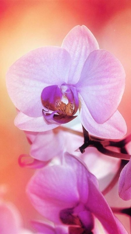 Орхидея фаленопсис Сакура