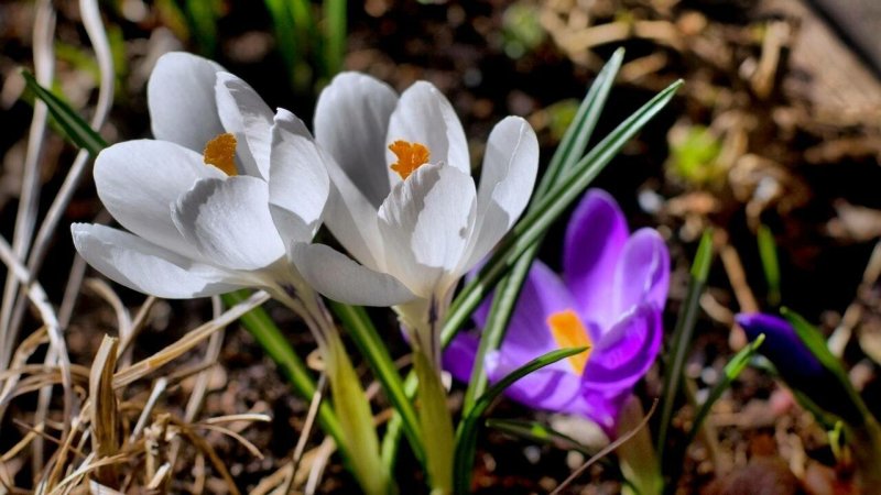 Пролески, подснежники, крокусы