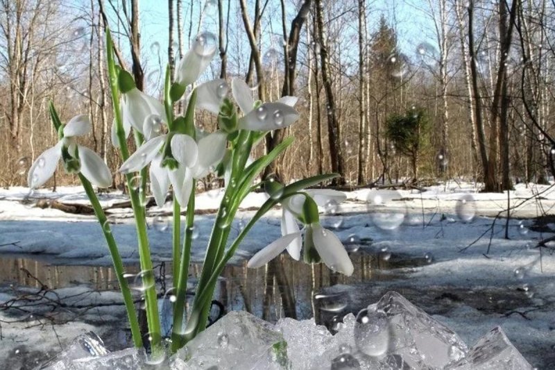 Весенняя Проталинка Левитана