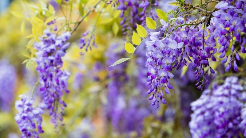 Акация Глициния