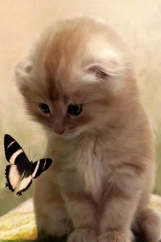 Маленькие котята пушистые