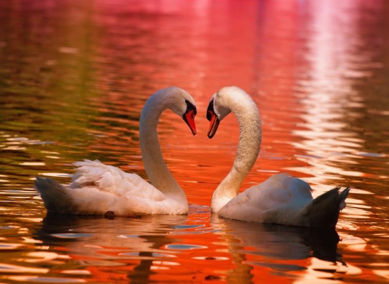 Пара лебедей