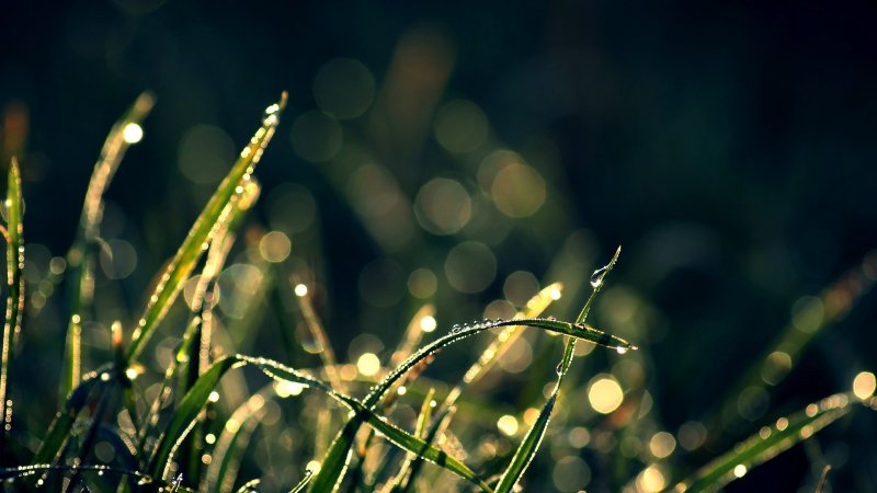 Фон растения