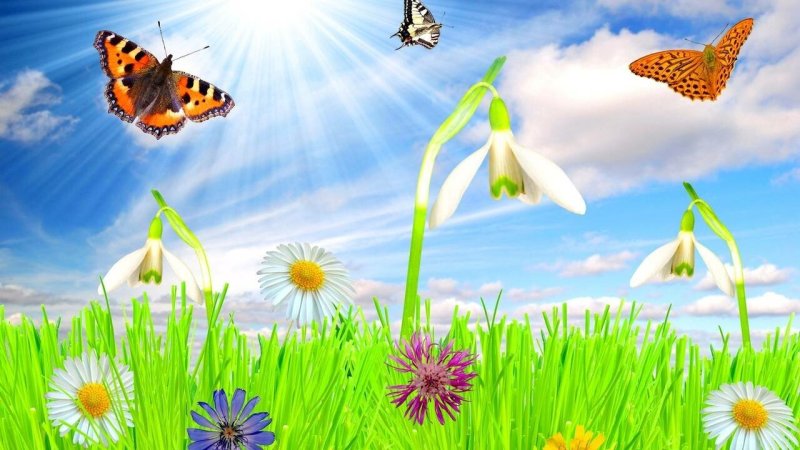 Бабочки в природе