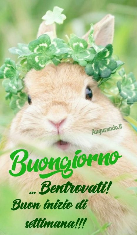 Милые зайчики