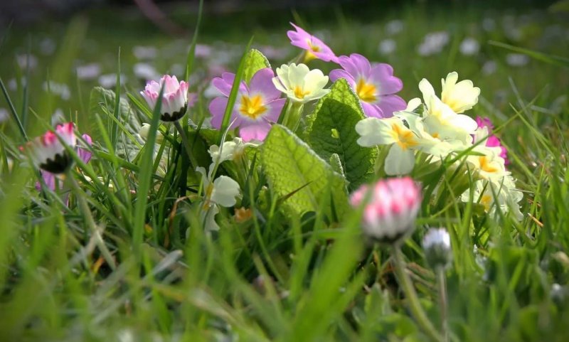 Весенние цветы