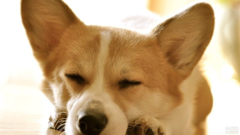 Щенок корги