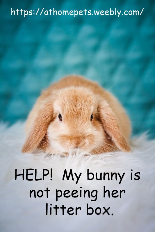 Милый кролик