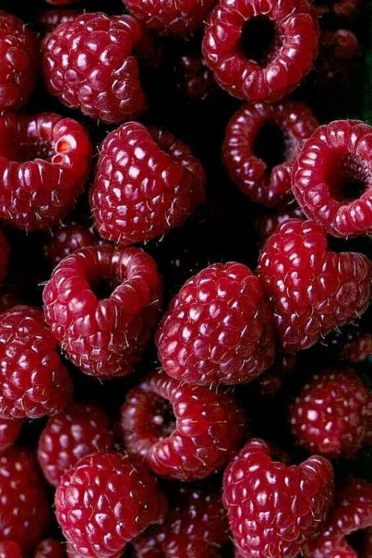 Красивые ягоды